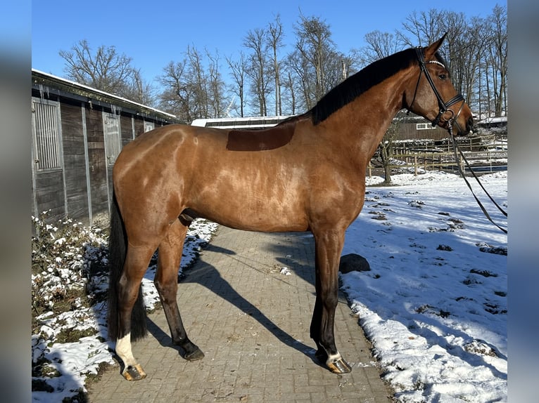 Hannoveraner Wallach 4 Jahre 183 cm Brauner in Römstedt