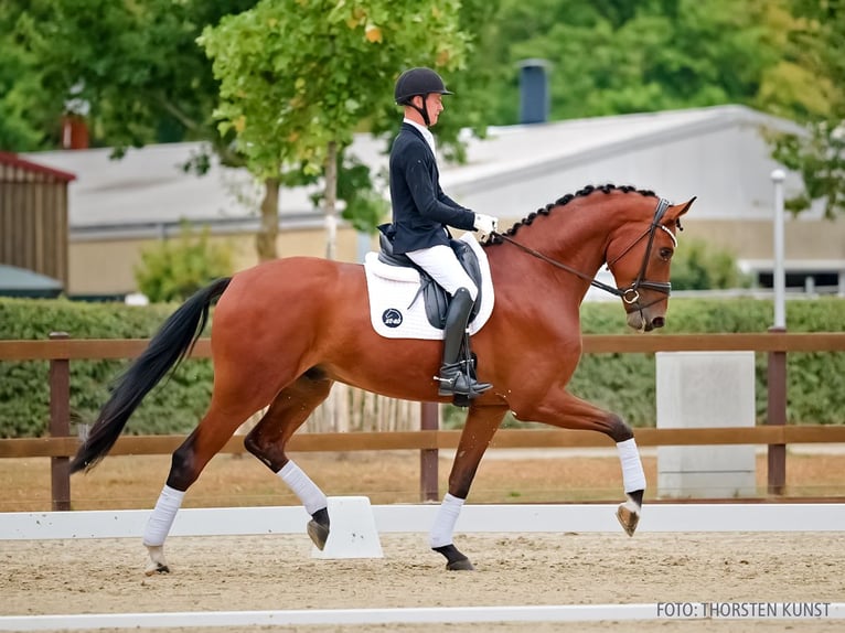 Hannoveraner Wallach 4 Jahre 183 cm Brauner in Verden