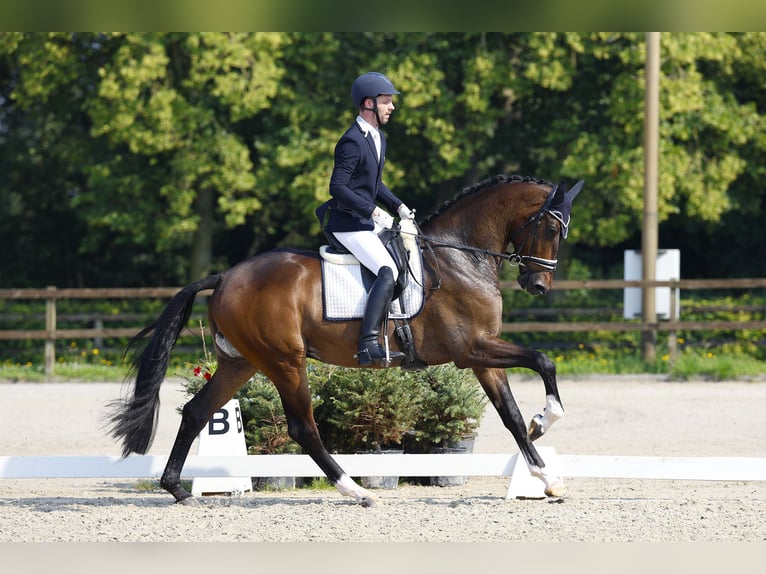 Hannoveraner Wallach 4 Jahre 183 cm Dunkelbrauner in Dreumel