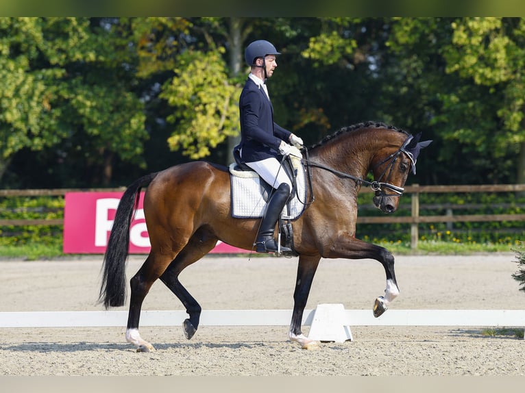 Hannoveraner Wallach 4 Jahre 183 cm Dunkelbrauner in Dreumel