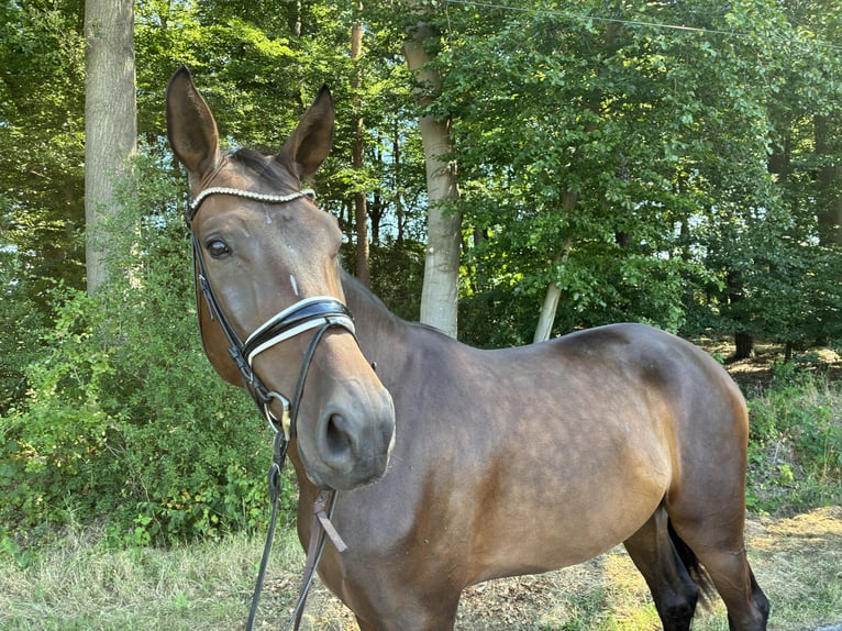 Hannoveraner Wallach 4 Jahre 185 cm Dunkelbrauner in Belm
