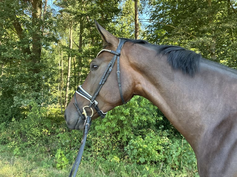 Hannoveraner Wallach 4 Jahre 185 cm Dunkelbrauner in Belm