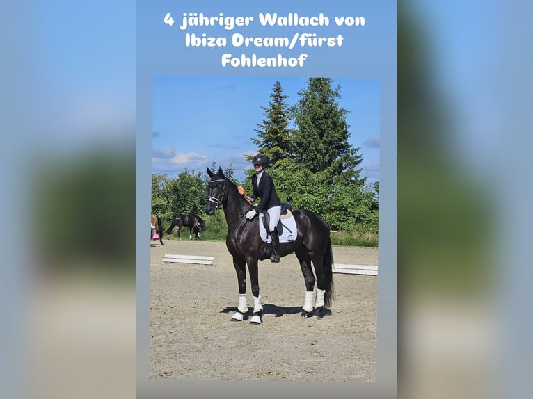Hannoveraner Wallach 4 Jahre Rappe in Kirchlinteln