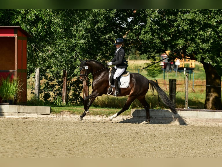 Hannoveraner Wallach 4 Jahre Schwarzbrauner in Hittbergen