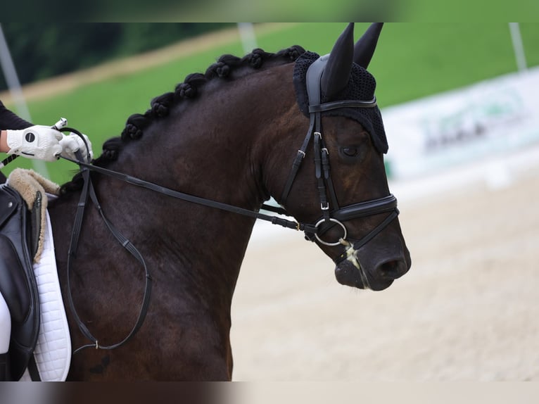 Hannoveraner Wallach 5 Jahre 153 cm Rappe in Garsten