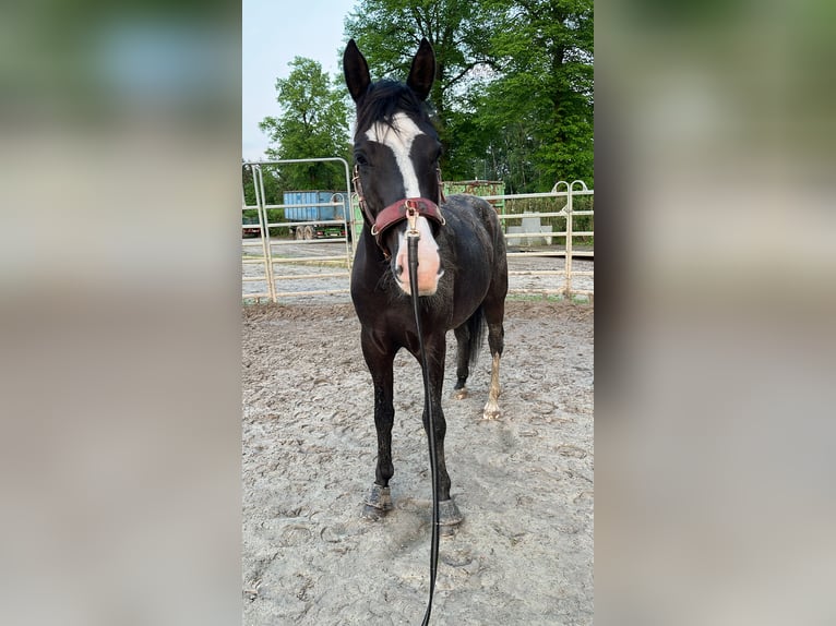 Hannoveraner Mix Wallach 5 Jahre 158 cm Schwarzbrauner in Essen