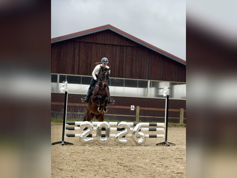 Hannoveraner Wallach 5 Jahre 160 cm Dunkelbrauner in Bissendorf