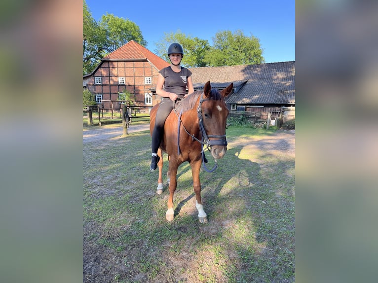 Hannoveraner Wallach 5 Jahre 160 cm Fuchs in Müden (Aller)