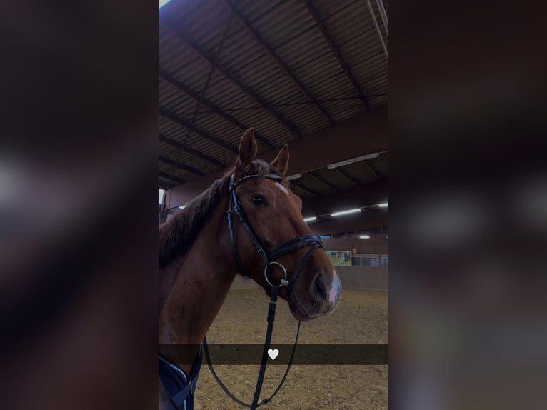 Hannoveraner Wallach 5 Jahre 160 cm Fuchs in Müden (Aller)