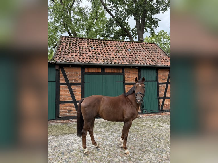 Hannoveraner Wallach 5 Jahre 160 cm Fuchs in Müden (Aller)