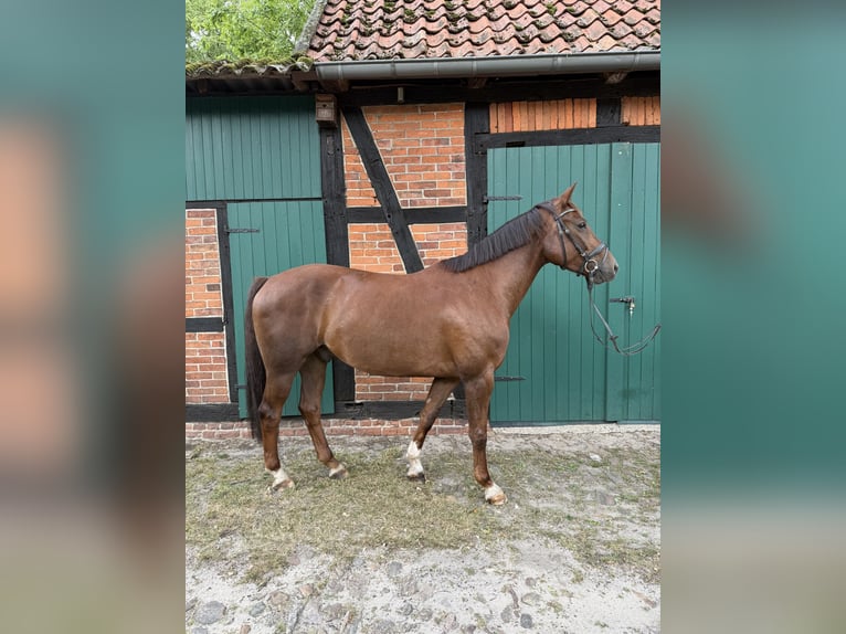 Hannoveraner Wallach 5 Jahre 160 cm Fuchs in Müden (Aller)