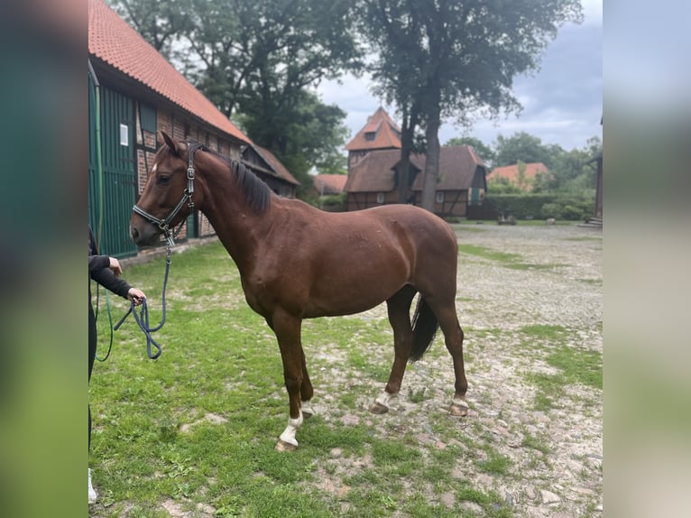 Hannoveraner Wallach 5 Jahre 160 cm Fuchs in Müden (Aller)