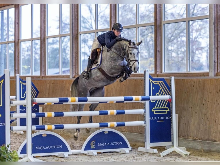 Hannoveraner Wallach 5 Jahre 161 cm Apfelschimmel in Diepholz