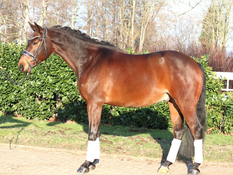 Hannoveraner Wallach 5 Jahre 162 cm Brauner in Selsingen