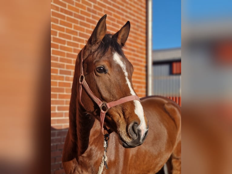 Hannoveraner Wallach 5 Jahre 162 cm Brauner in Petershagen