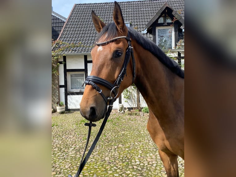 Hannoveraner Wallach 5 Jahre 162 cm Brauner in Maasen