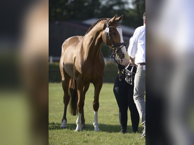 Hannoveraner Wallach 5 Jahre 162 cm Fuchs in Burweg