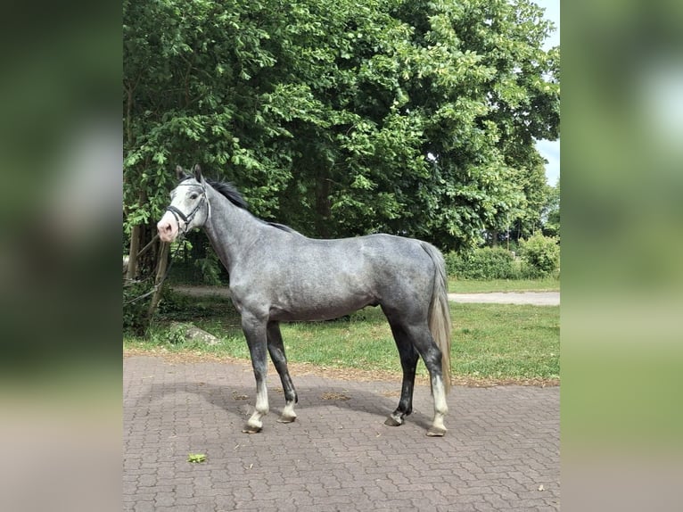 Hannoveraner Wallach 5 Jahre 162 cm Schimmel in Sulingen