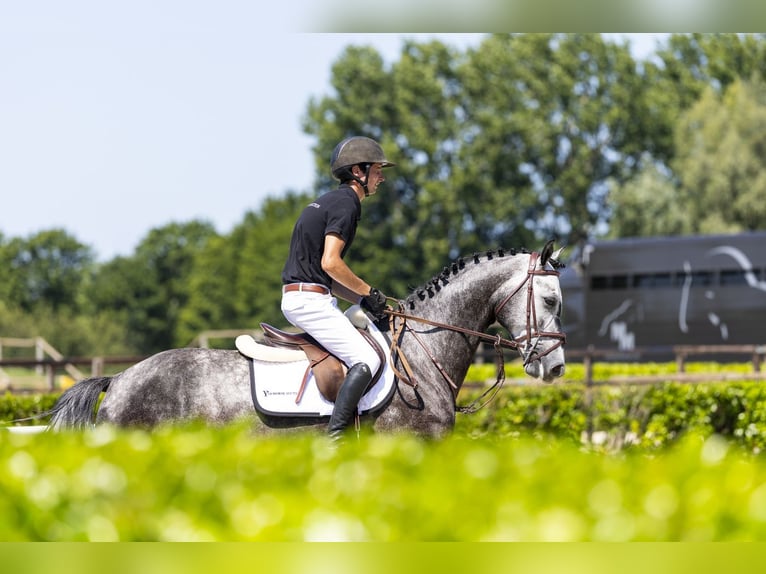Hannoveraner Wallach 5 Jahre 162 cm Schimmel in Waddinxveen