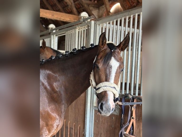 Hannoveraner Wallach 5 Jahre 163 cm Dunkelbrauner in Riede