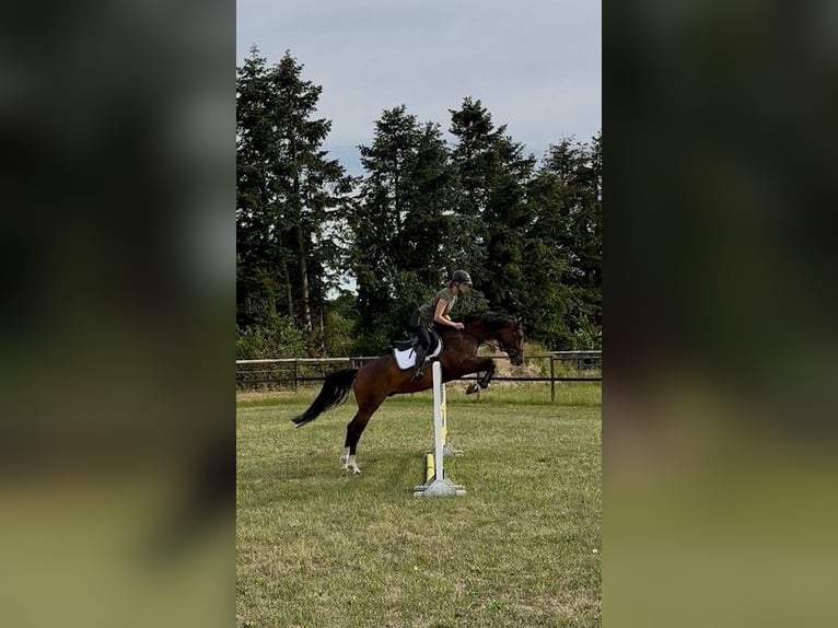 Hannoveraner Wallach 5 Jahre 163 cm Dunkelbrauner in Riede