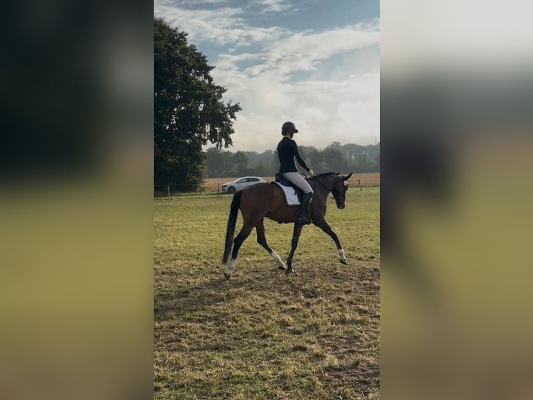 Hannoveraner Wallach 5 Jahre 163 cm Dunkelbrauner in Riede