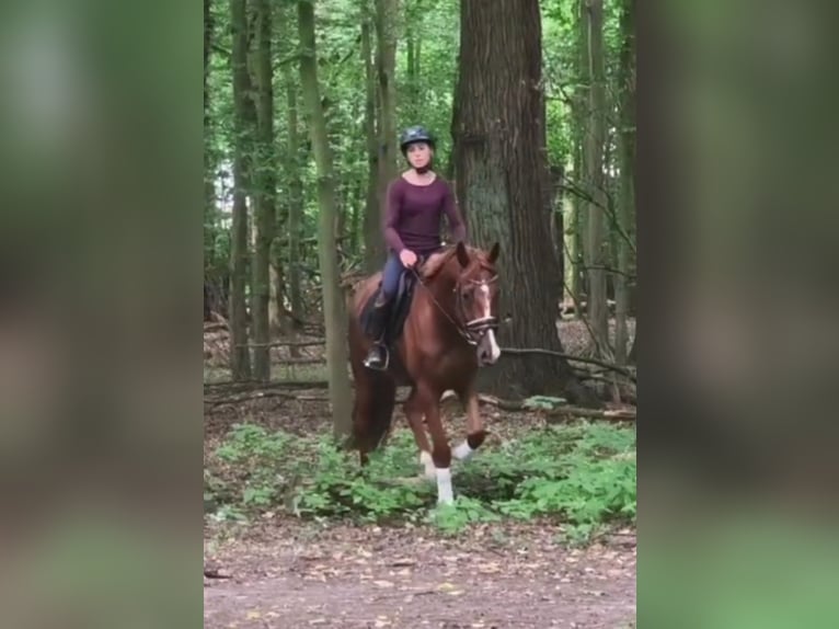 Hannoveraner Wallach 5 Jahre 163 cm Dunkelfuchs in Braunschweig