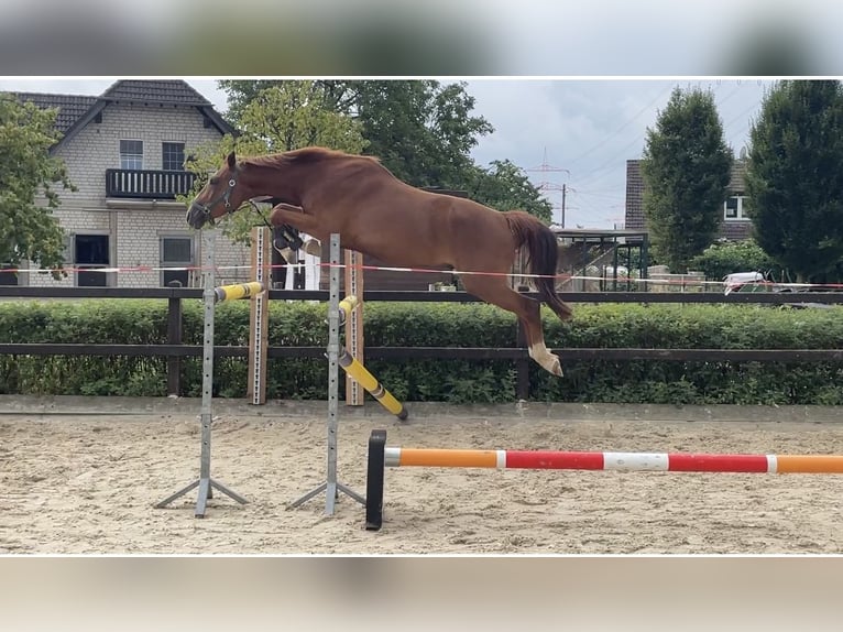 Hannoveraner Wallach 5 Jahre 163 cm Fuchs in RatingenRatingen