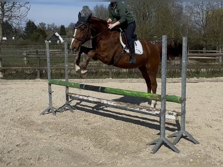 Hannoveraner Wallach 5 Jahre 163 cm Fuchs in RatingenRatingen