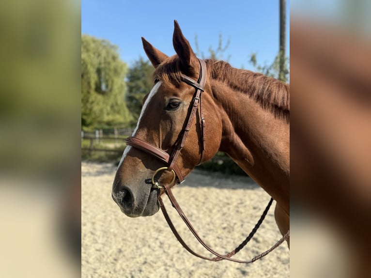 Hannoveraner Wallach 5 Jahre 163 cm Fuchs in RatingenRatingen