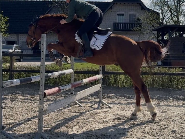 Hannoveraner Wallach 5 Jahre 163 cm Fuchs in RatingenRatingen
