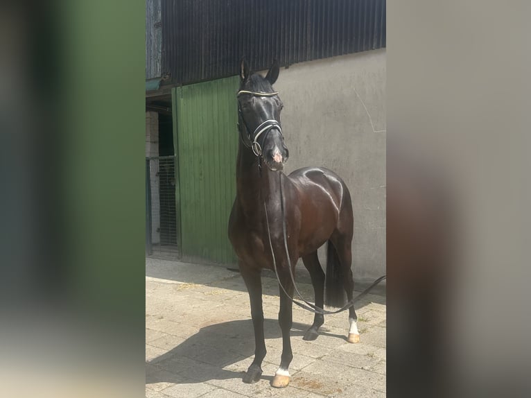 Hannoveraner Wallach 5 Jahre 163 cm Rappe in Neuhaus an der Oste