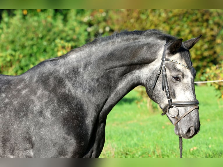 Hannoveraner Wallach 5 Jahre 163 cm Schimmel in Kutenholz