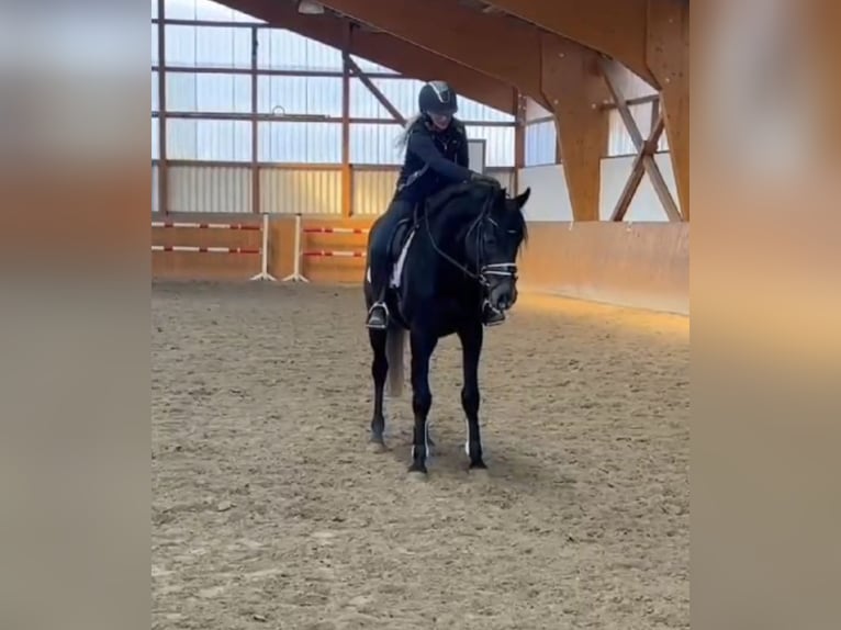 Hannoveraner Wallach 5 Jahre 163 cm Schimmel in Magdeburg