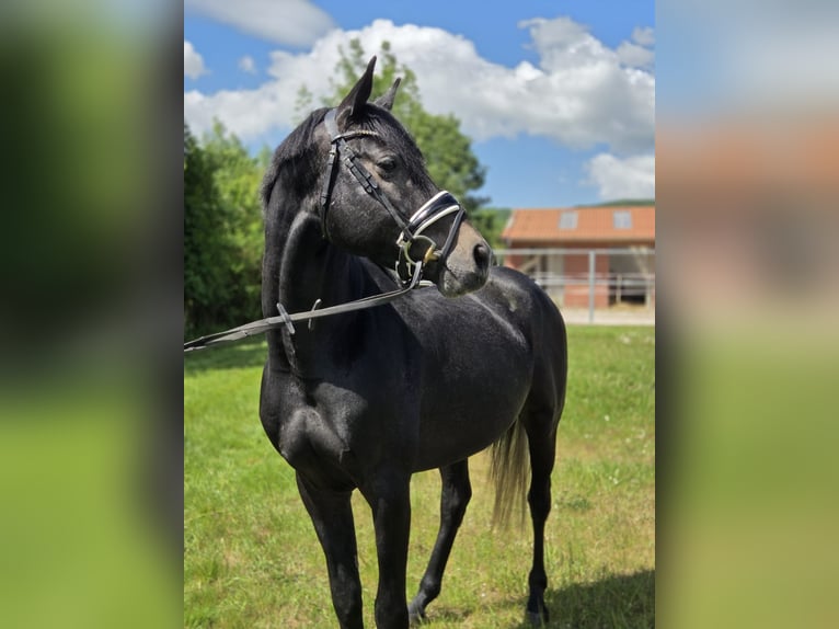 Hannoveraner Wallach 5 Jahre 163 cm Schimmel in Magdeburg