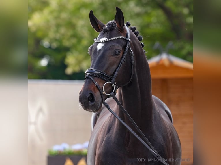 Hannoveraner Wallach 5 Jahre 163 cm Schwarzbrauner in Verden