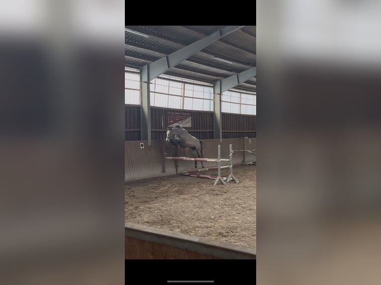 Hannoveraner Wallach 5 Jahre 164 cm Apfelschimmel in Weyhausen