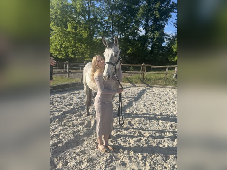 Hannoveraner Wallach 5 Jahre 164 cm Apfelschimmel in Weyhausen