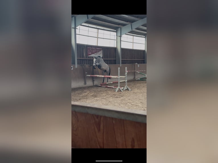 Hannoveraner Wallach 5 Jahre 164 cm Apfelschimmel in Weyhausen