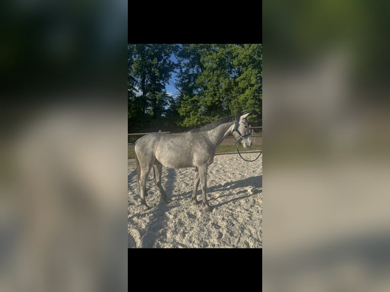Hannoveraner Wallach 5 Jahre 164 cm Apfelschimmel in Weyhausen