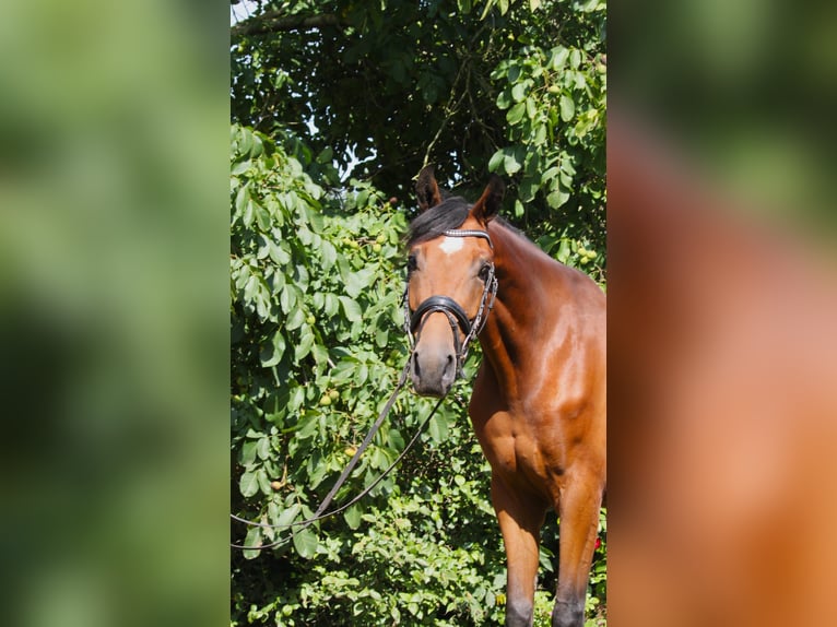 Hannoveraner Wallach 5 Jahre 164 cm Brauner in Gro&#xDF; Ippener