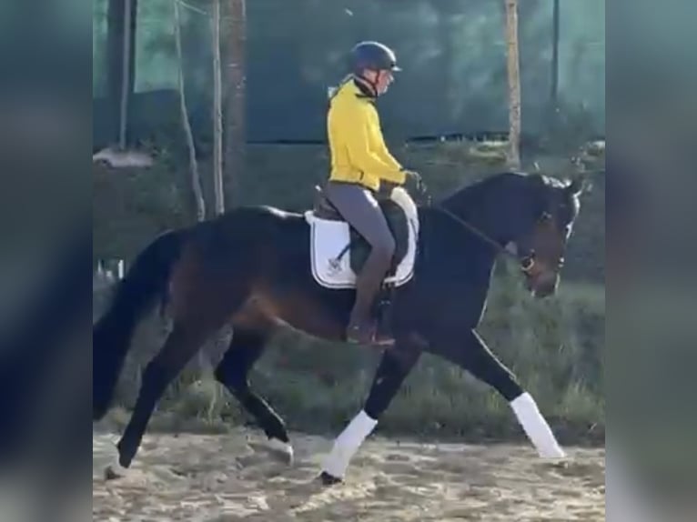 Hannoveraner Wallach 5 Jahre 164 cm Brauner in Murrhardt