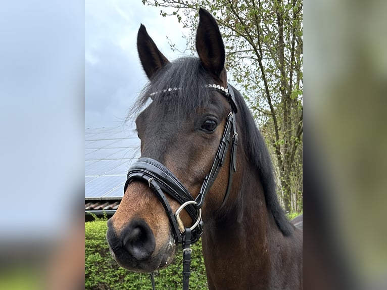 Hannoveraner Wallach 5 Jahre 164 cm Brauner in Murrhardt