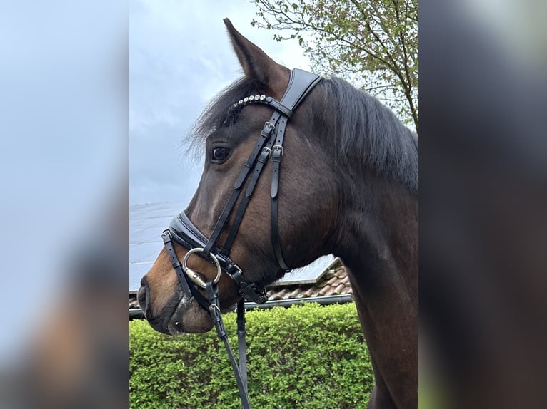 Hannoveraner Wallach 5 Jahre 164 cm Brauner in Murrhardt