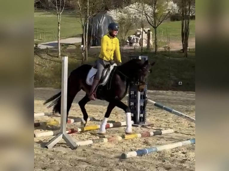 Hannoveraner Wallach 5 Jahre 164 cm Brauner in Murrhardt