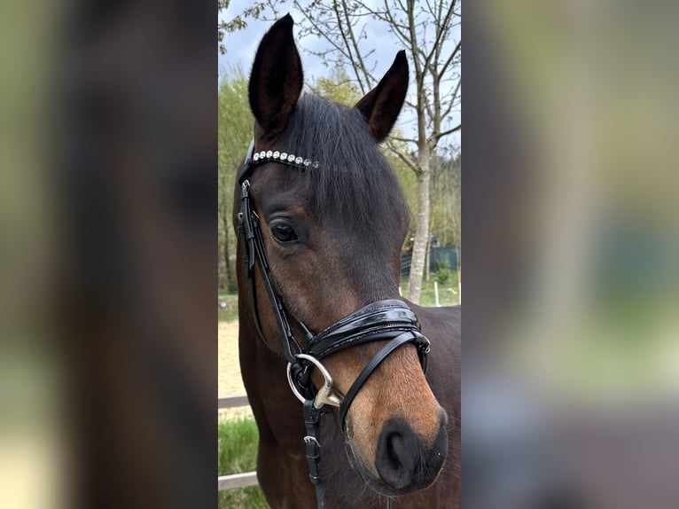 Hannoveraner Wallach 5 Jahre 164 cm Brauner in Murrhardt