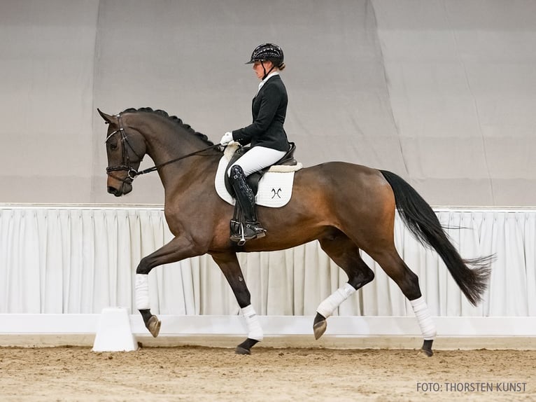 Hannoveraner Wallach 5 Jahre 164 cm Dunkelbrauner in Verden