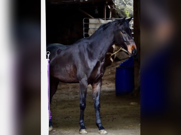 Hannoveraner Wallach 5 Jahre 164 cm Dunkelbrauner in Duderstadt