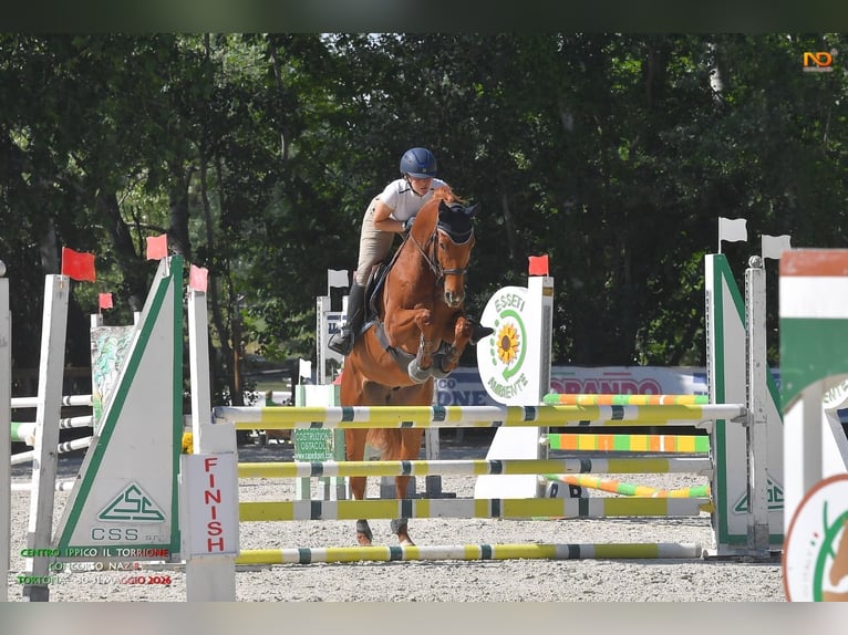 Hannoveraner Wallach 5 Jahre 164 cm Fuchs in Torino