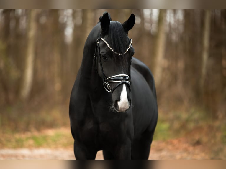 Hannoveraner Wallach 5 Jahre 164 cm Rappe in Wehringen